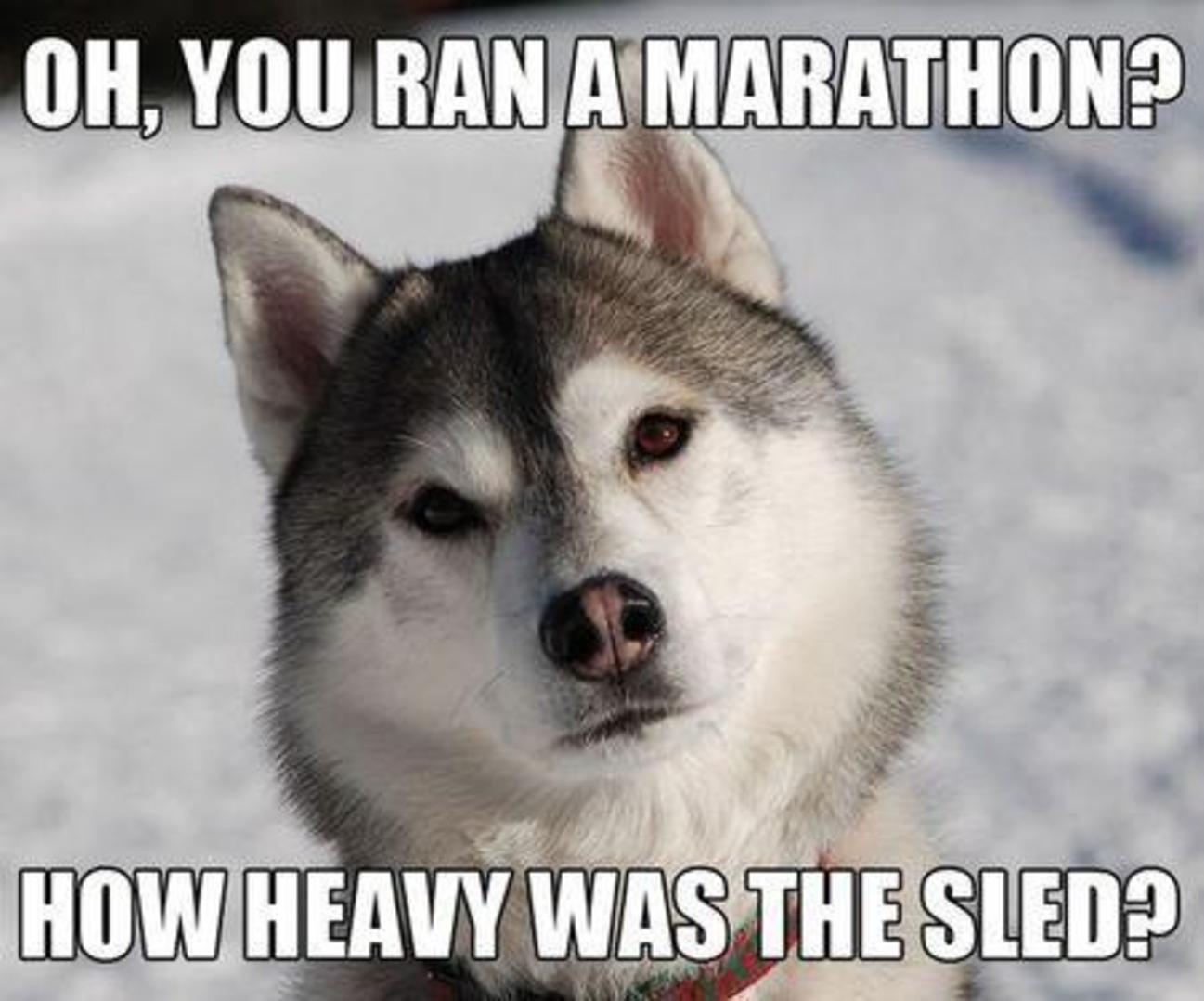 Siberian sled dogs are the fittest animals in the world