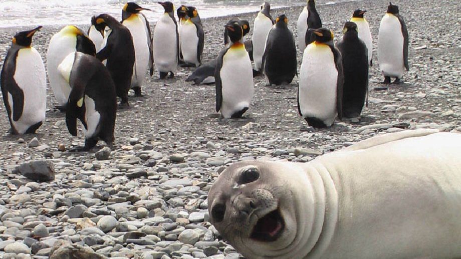 No-one knows why seals have started having sex with penguins
