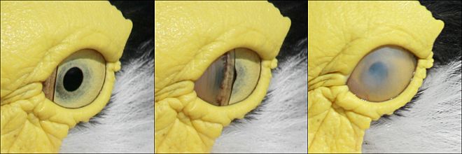 Birds have 3 eyelids