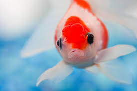 In Switzerland it is illegal to keep a goldfish on its own