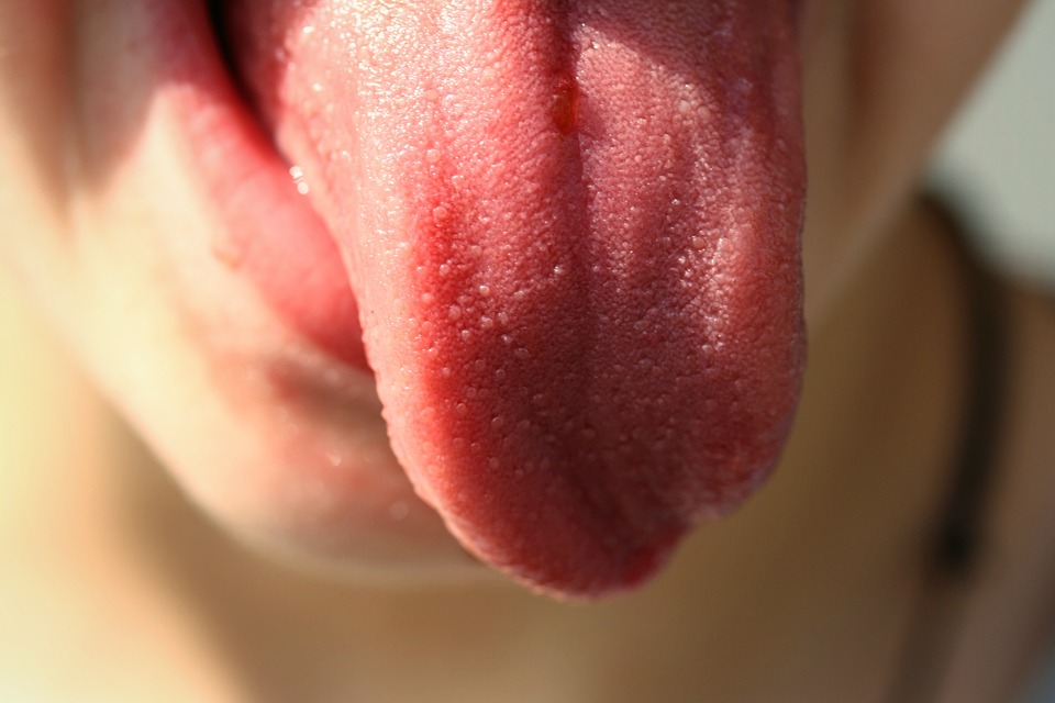 The tongue is the fastest healing organ in your body