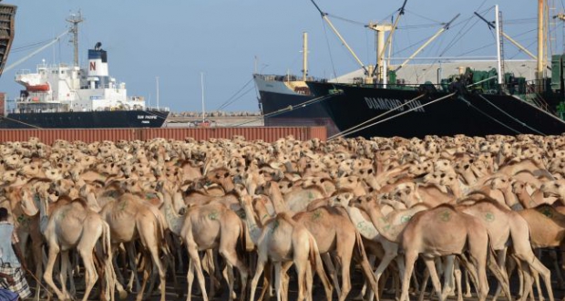 Saudi Arabia imports camels from Australia (to eat)