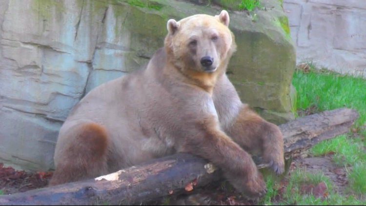 A “Grolar Bear” or “Super Bear” is a cross between a grizzly and a polar bear