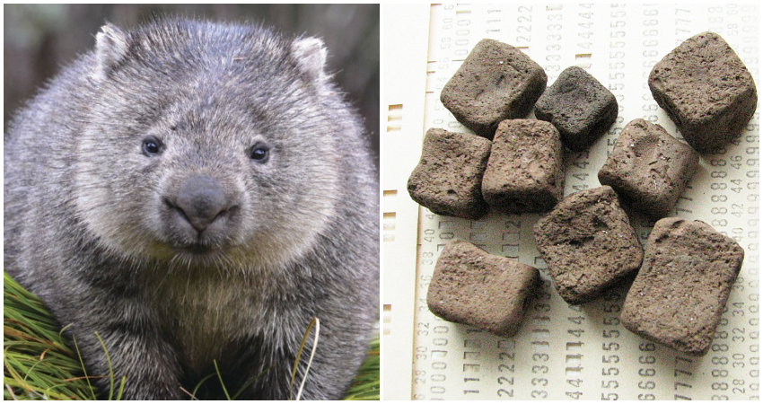Wombat pooh is square