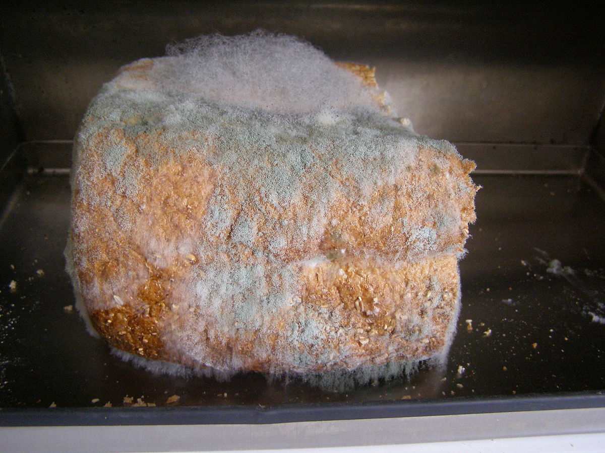 Many ancient societies used mouldy bread to cure infections