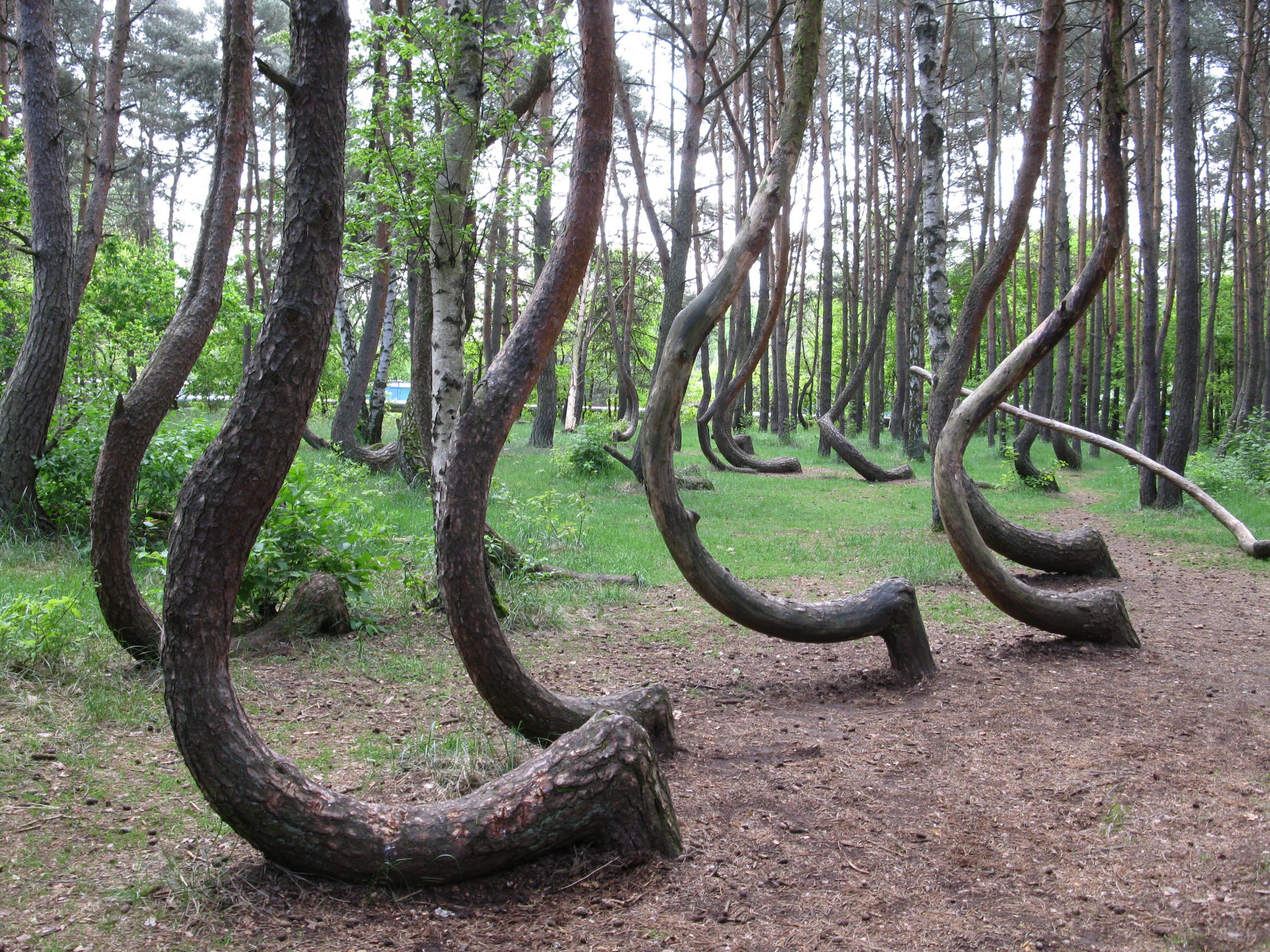 In the Crooked Forest all the trees grow sideways