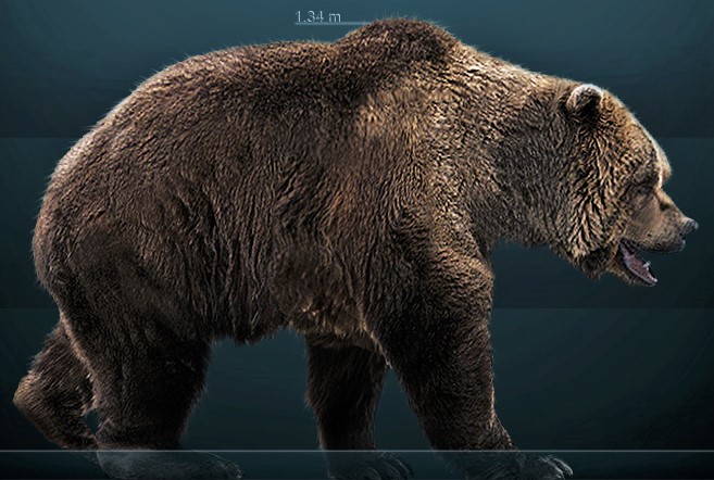 Neanderthals killed and ate bears as big as grizzlies