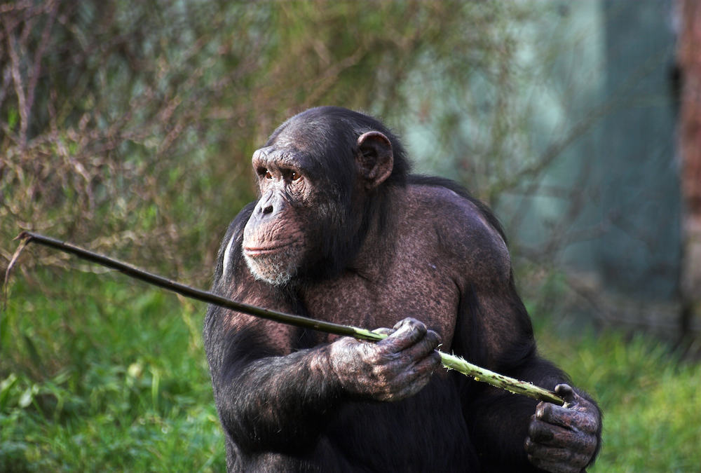 Chimps are evolving and using spears to hunt