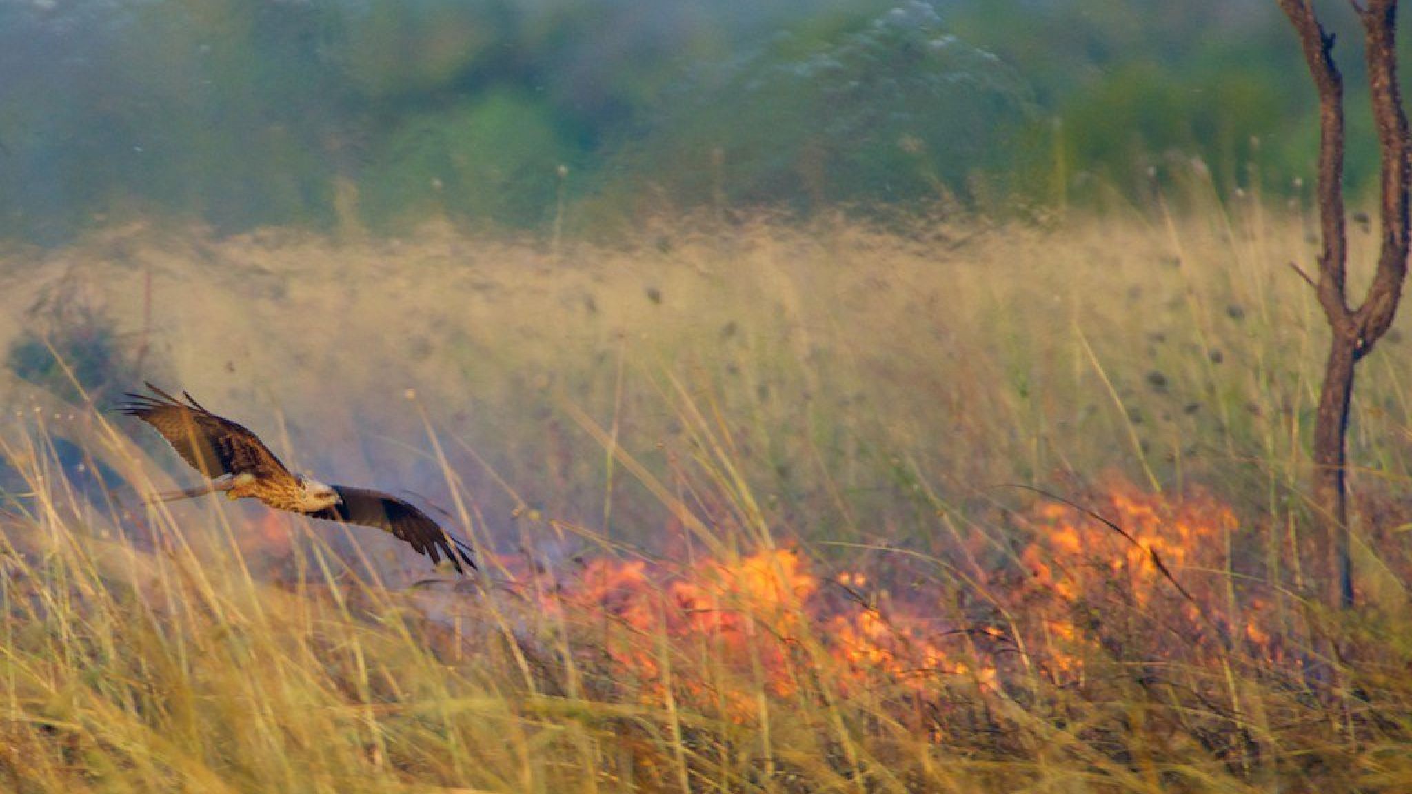 Australian wildfires could have been spread by birds of prey