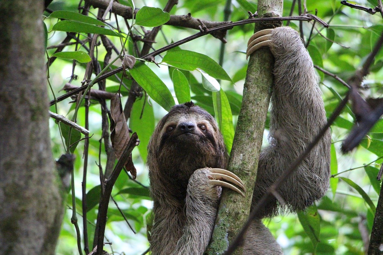 Sloths can hold their breath for 40 minutes