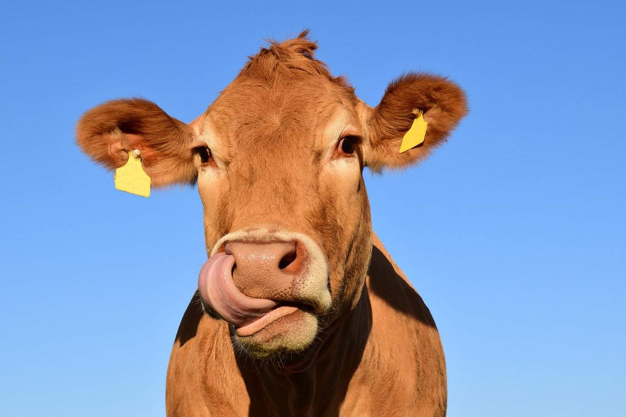 Why we owe the word ‘vaccine’ to cows