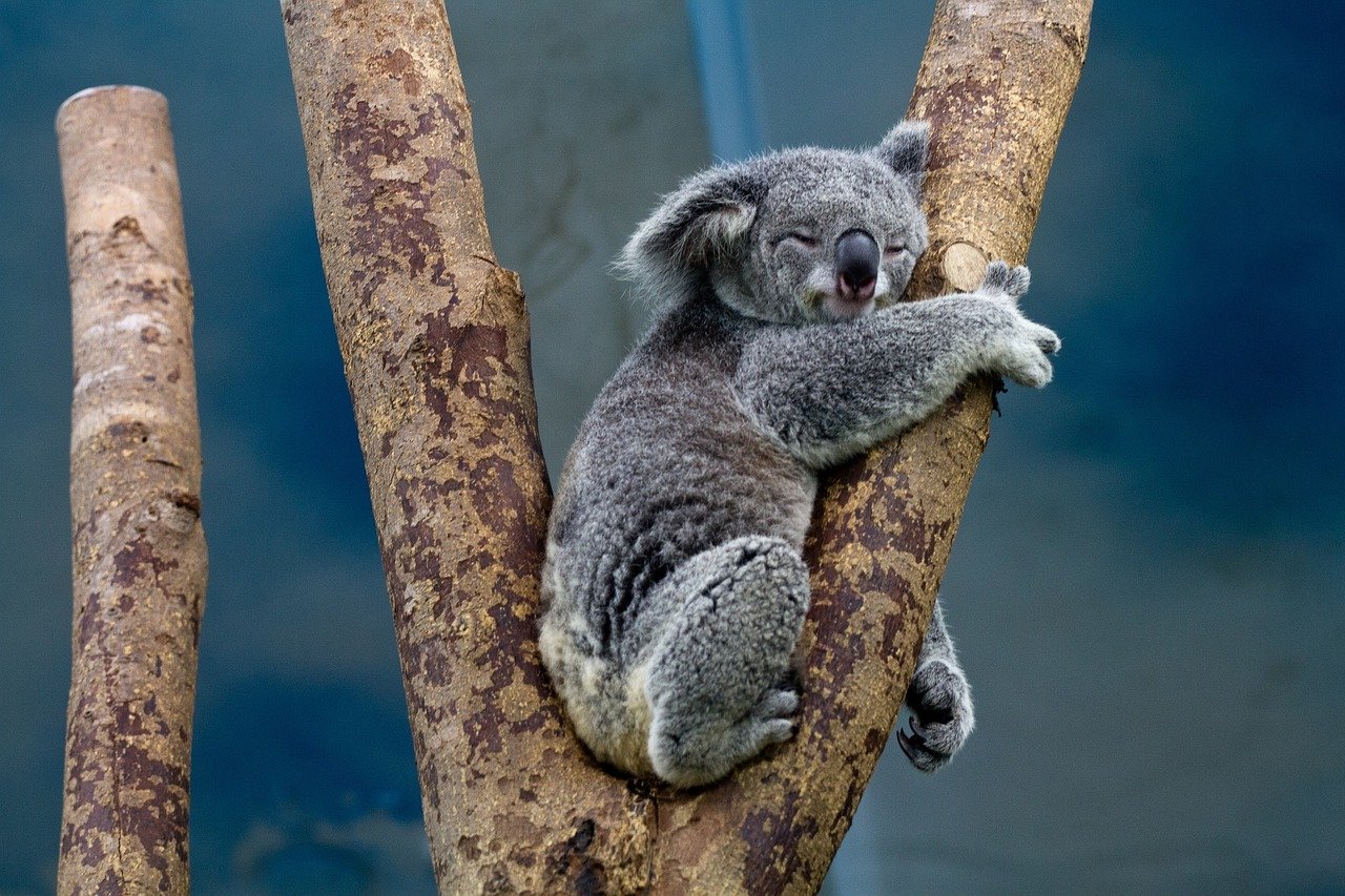 Koalas eat poo and many have Chlamydia