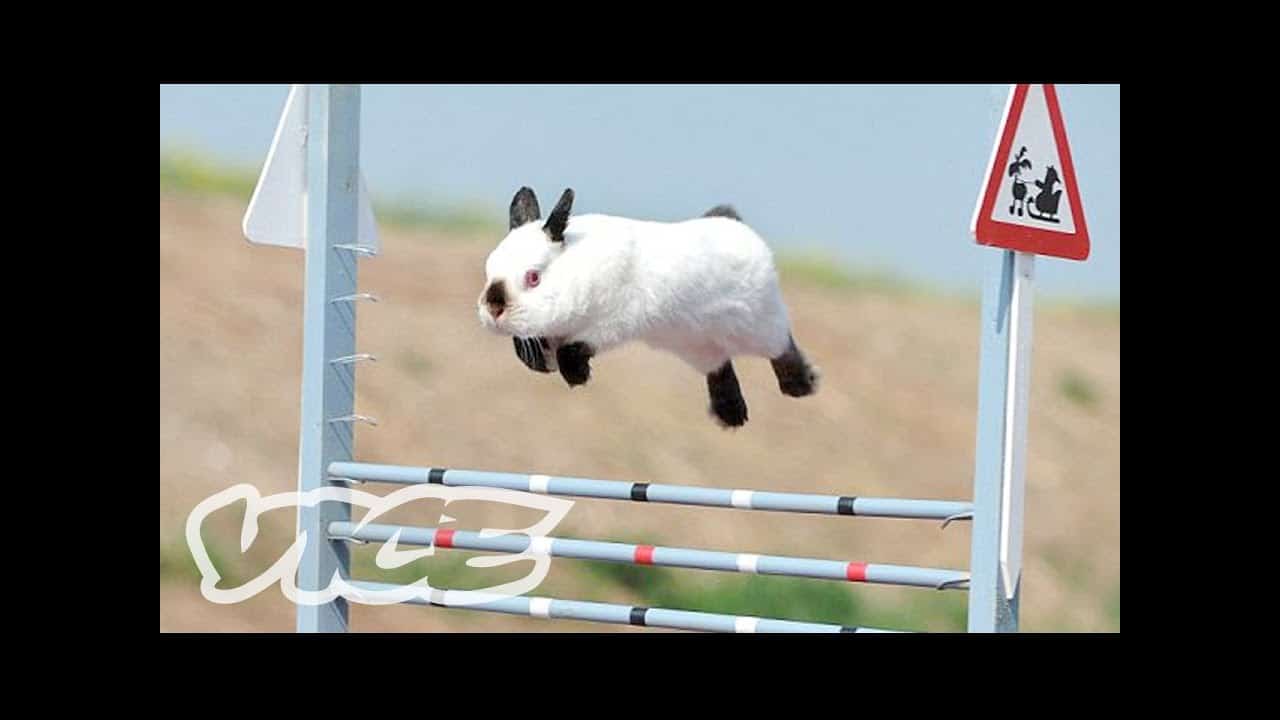 Welcome to the wonderfully cute world of Rabbit Show Jumping