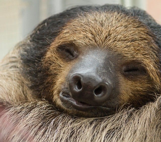 Sloth fur fungi could cure cancer