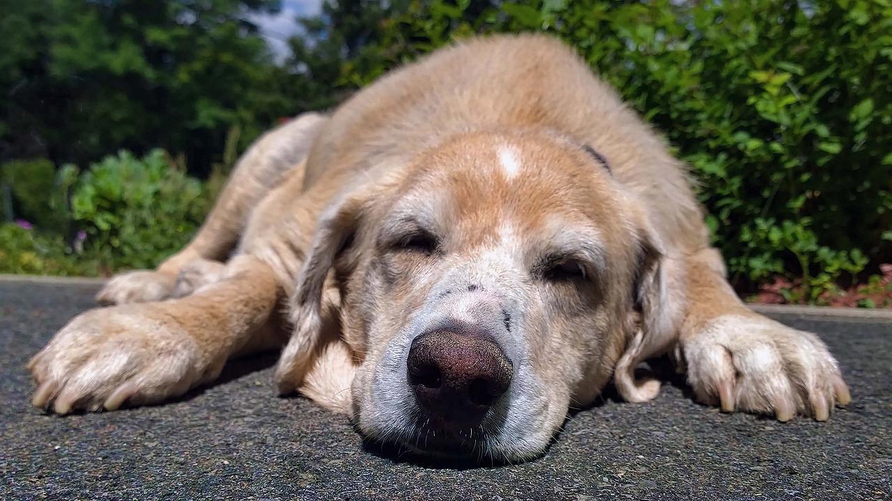 Why is a heatwave called a ‘dog’ in other languages?