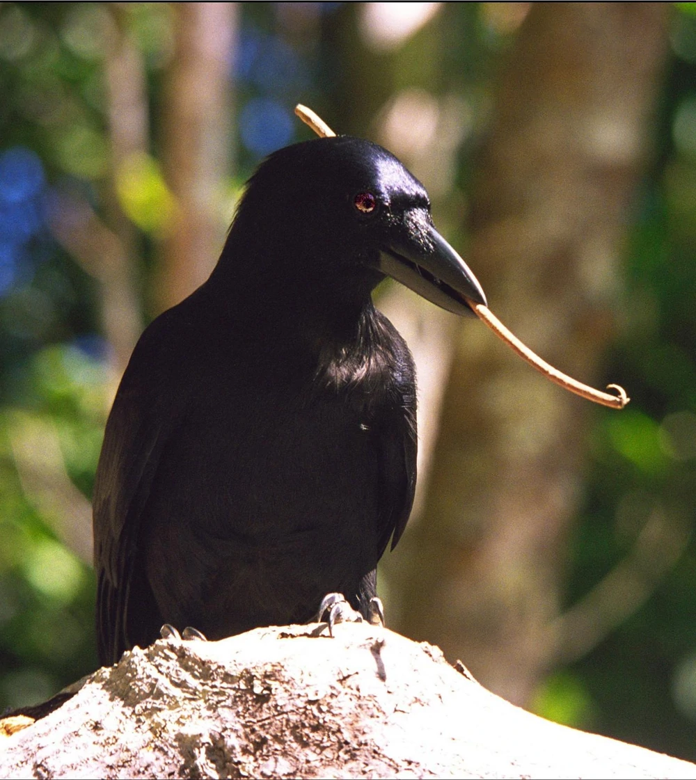 Are birds getting smarter? The New Caledonian crow has learnt to make compound tools